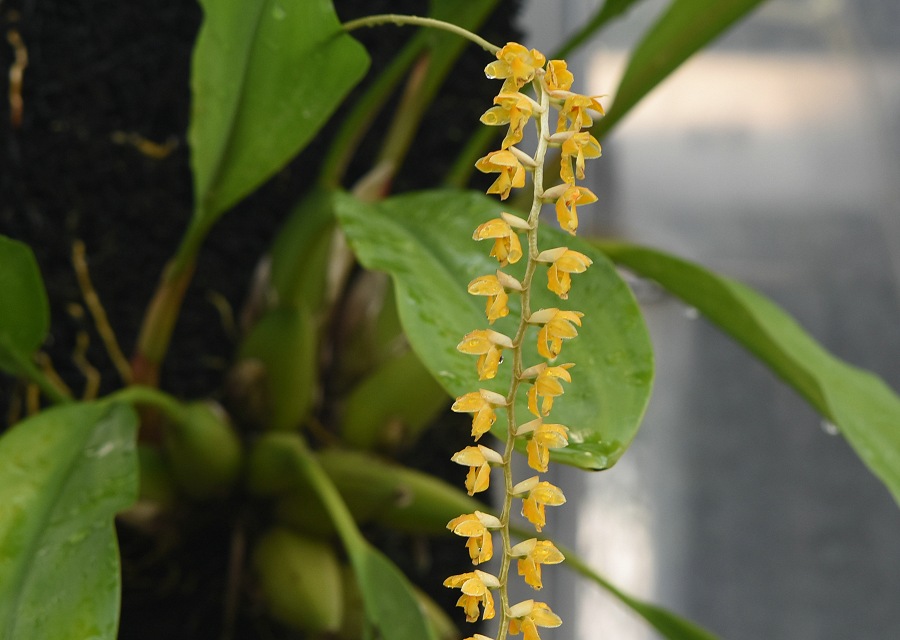 Dendrochilum cobbianum