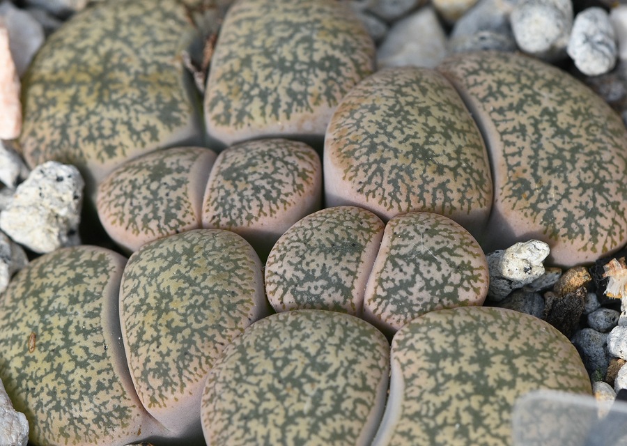  Lithops leslieiiciȁji}gA