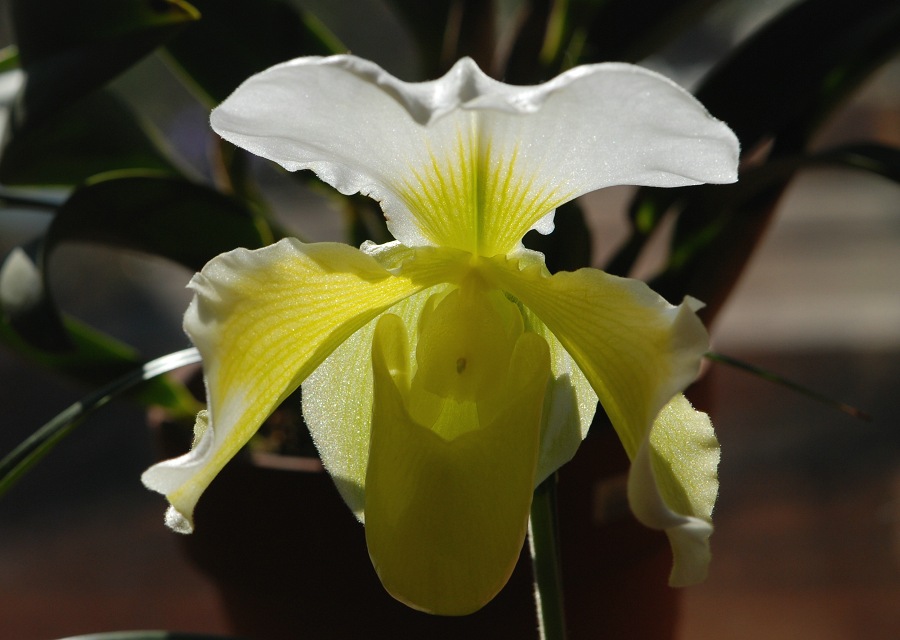 Paphiopedilum ̉|i Lime dawn
