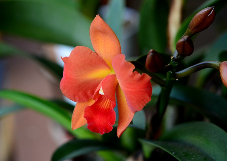 Cattleya ͔̍|i