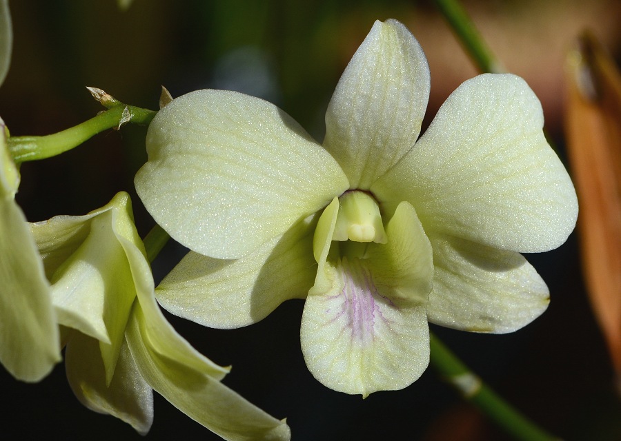 Dendrobium ͔̍|iift@nj