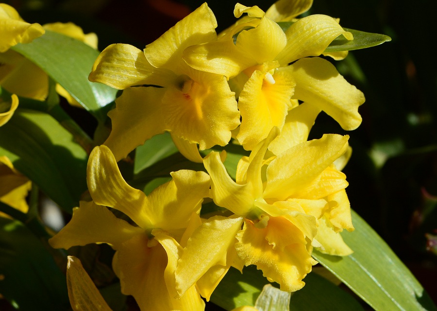 Dendrobium ͔̍|i