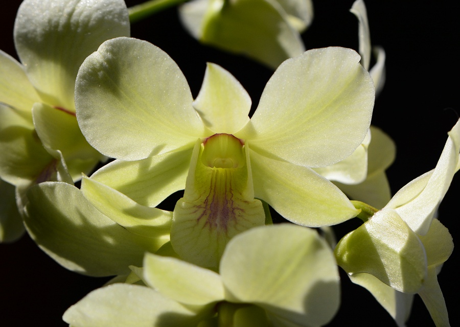 Dendrobium ̉|i