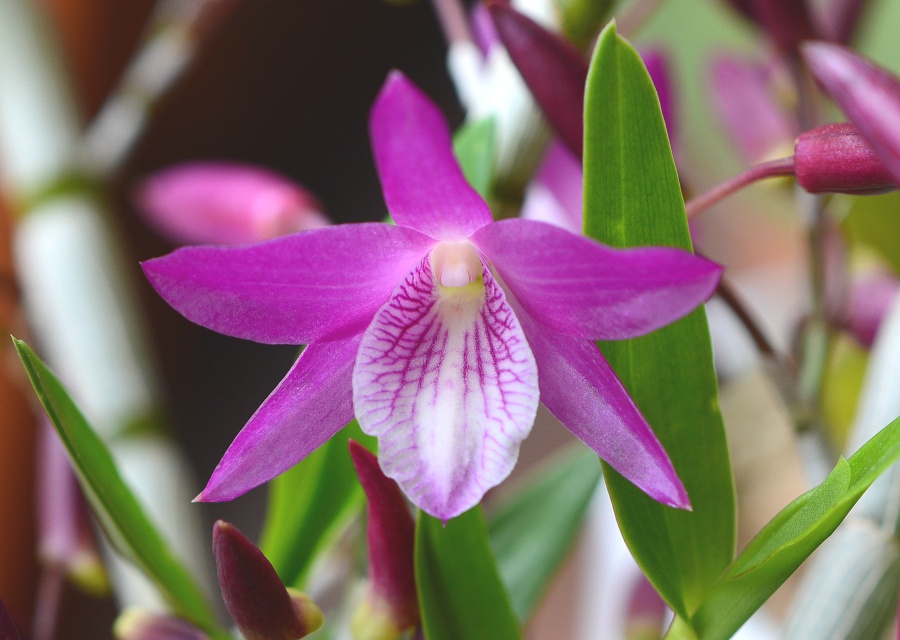 Dendrobium ͔̍|i