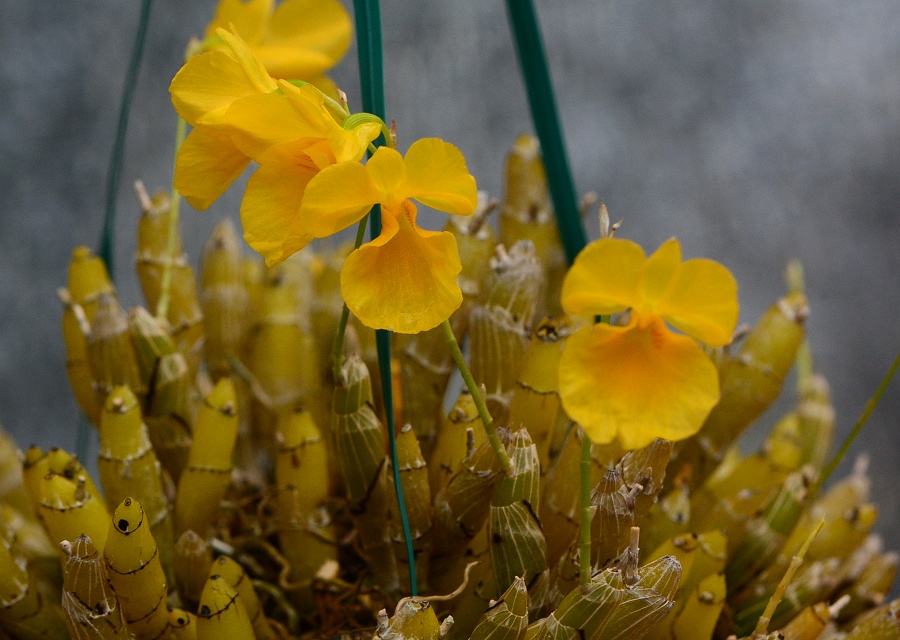 Dendrobium capillipesߎ