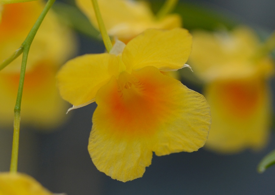 Dendrobium braianense