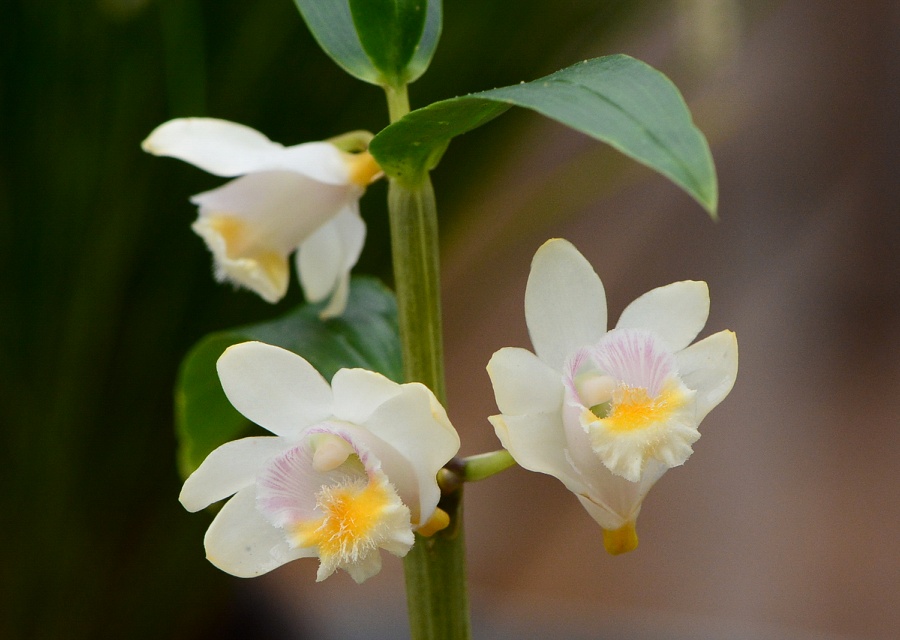 Dendrobium chittimae