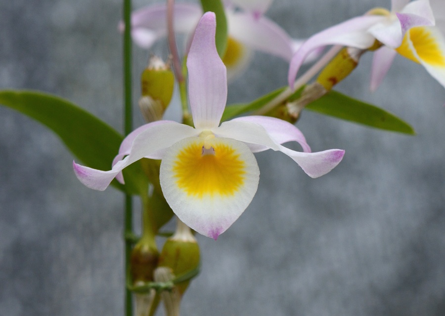 Dendrobium findlayanum