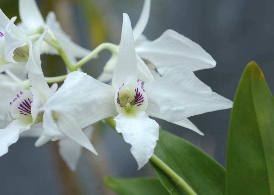 Dendrobium johnsoniae