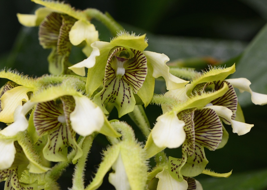 Dendrobium macrophyllum