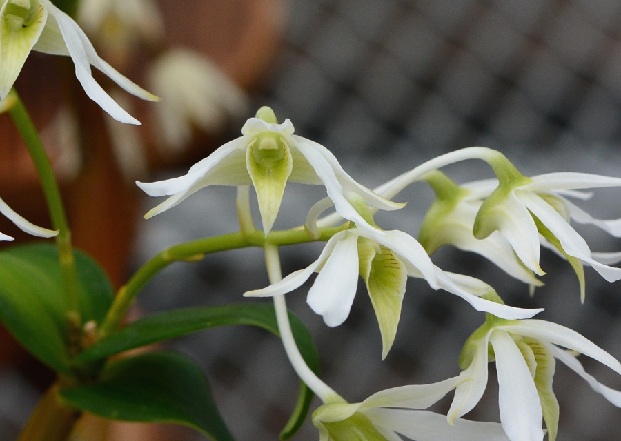 Dendrobium mooreanum