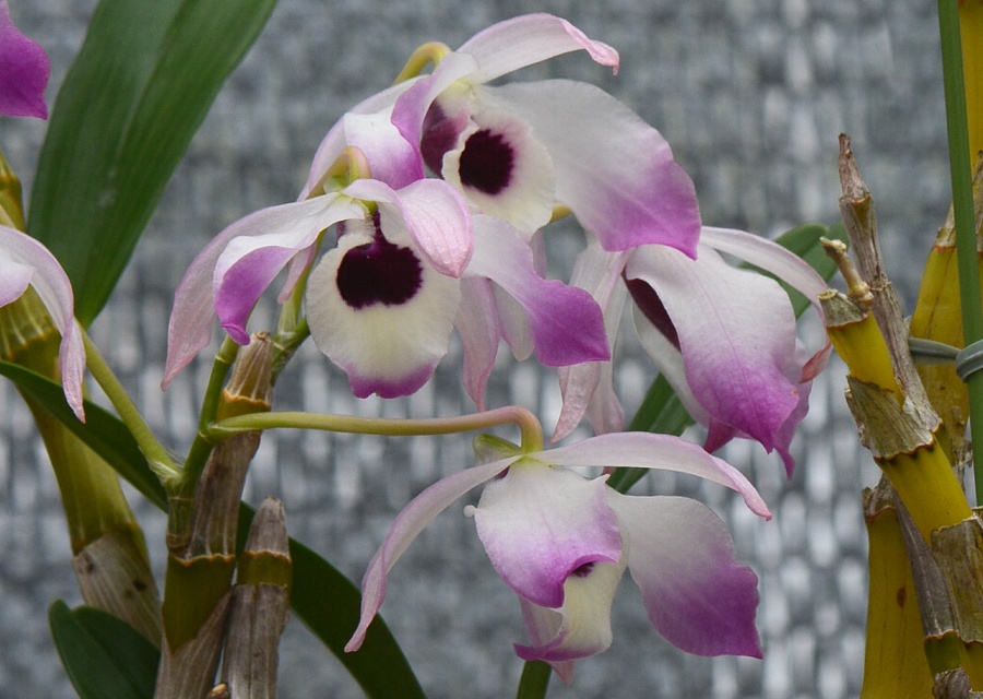 Dendrobium nobile
