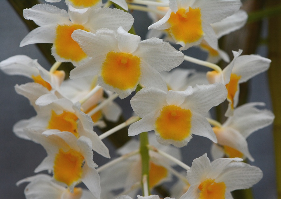 Dendrobium palpebrae