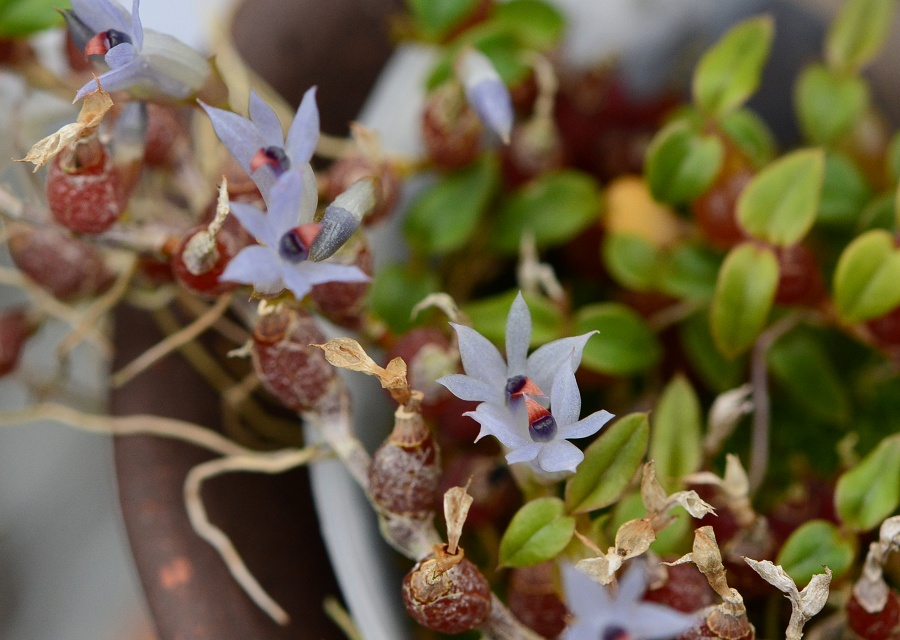 Dendrobium parvulum subsp. minutum