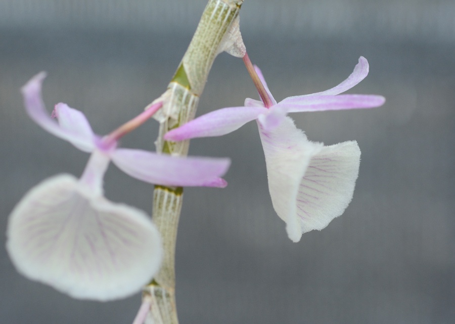Dendrobium primulinum