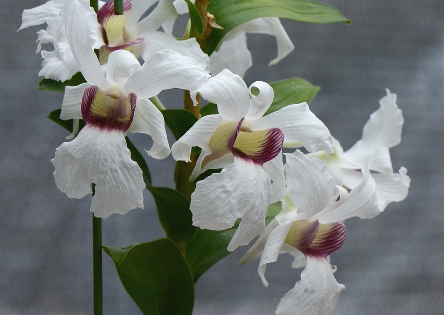 Dendrobium sanderae