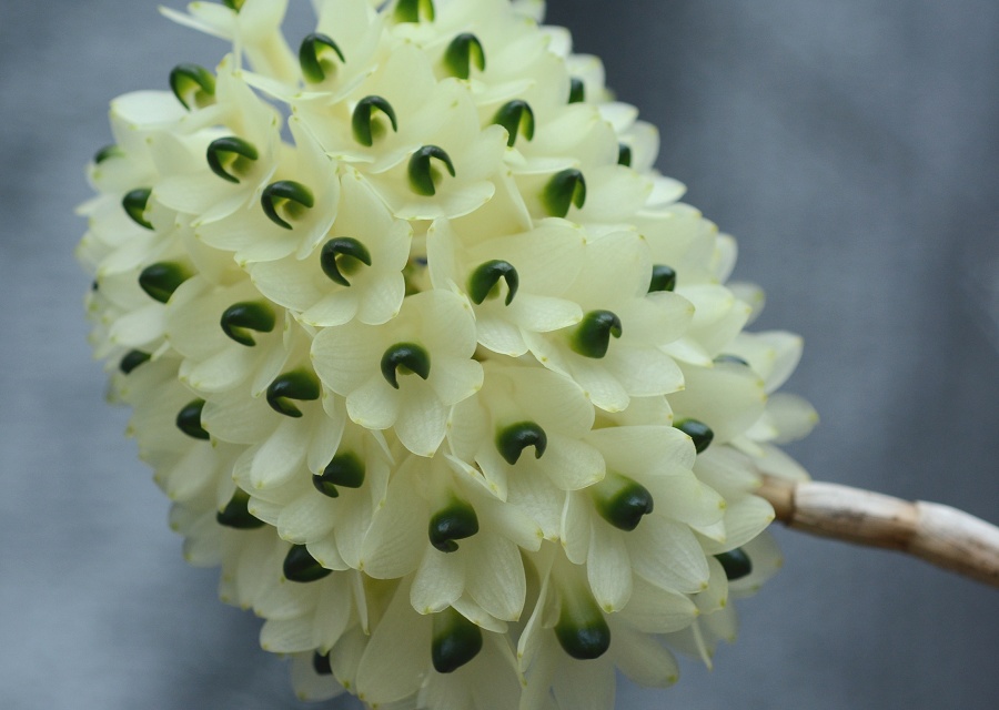 Dendrobium smilliae