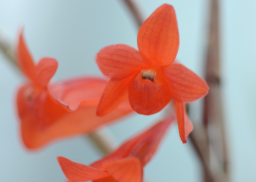 DendrobiumA 햼s