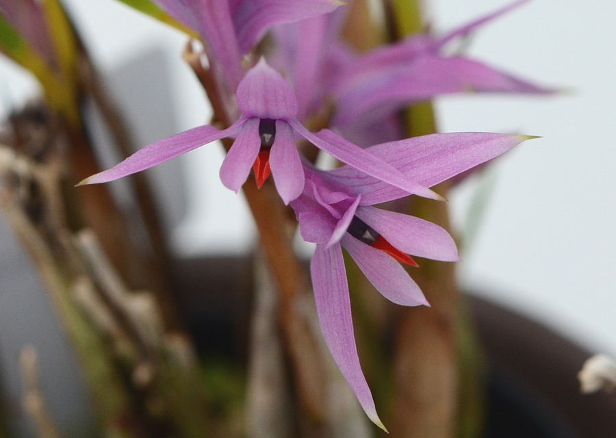 Dendrobium violaceum