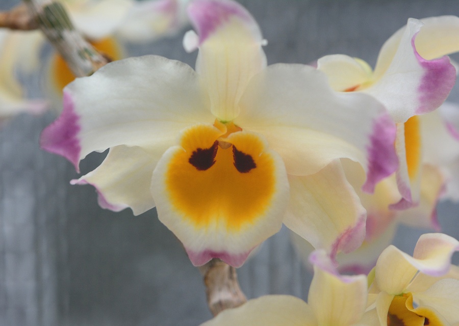 Dendrobium wardianum