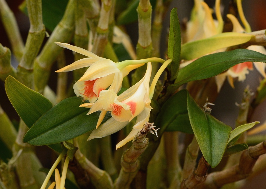 Dendrobium williamsonii