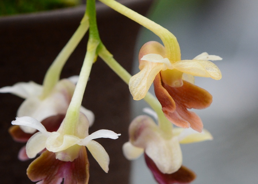 Dendrobium woodsii