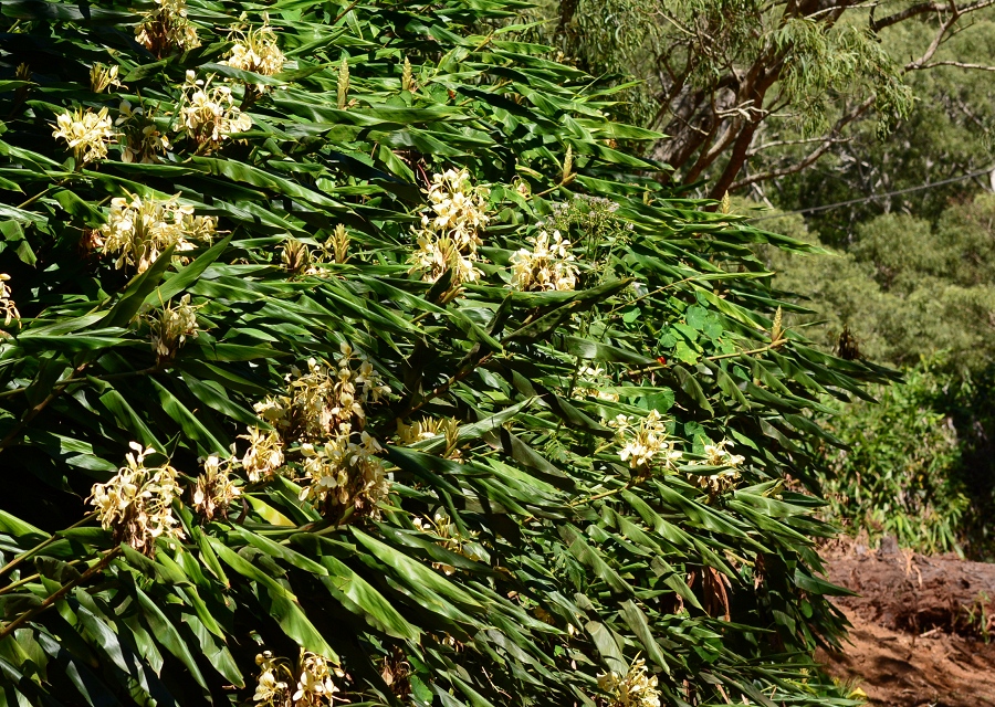 Hedychium flavescens, pꖼ Yellow gingerAO