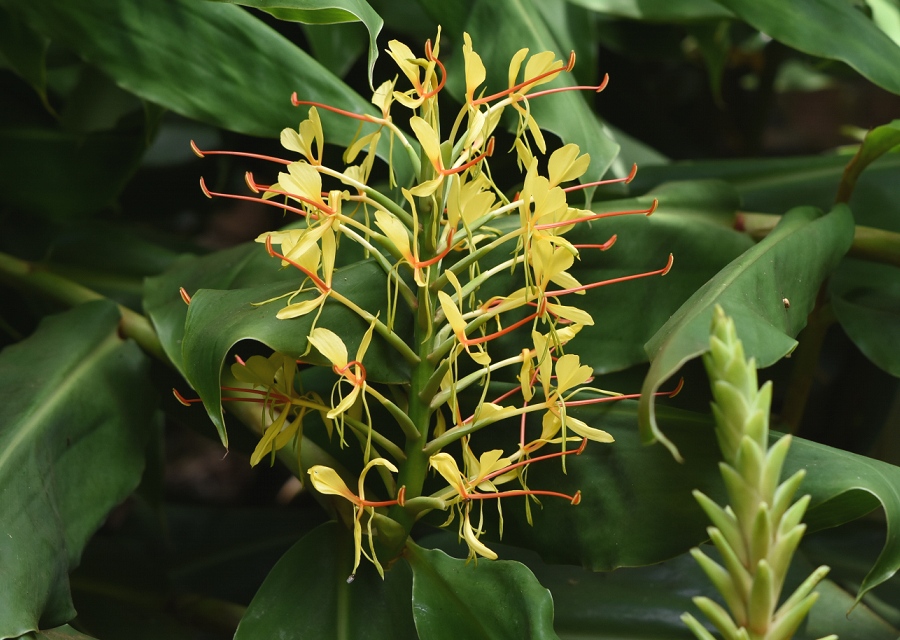 Hedychium gardnerianum, pꖼ Kahili gingerAO
