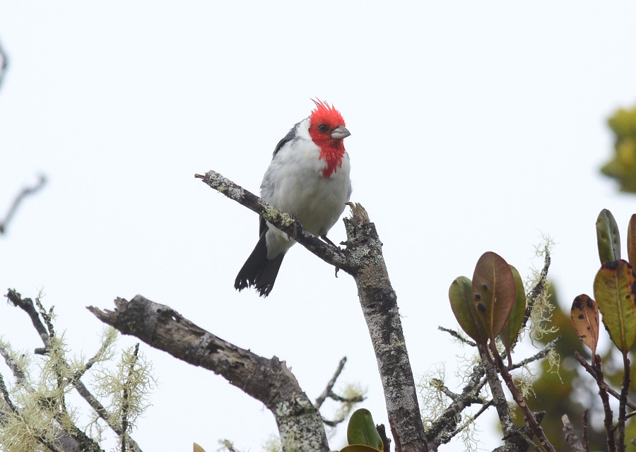 Red-crested cardinalA ČY