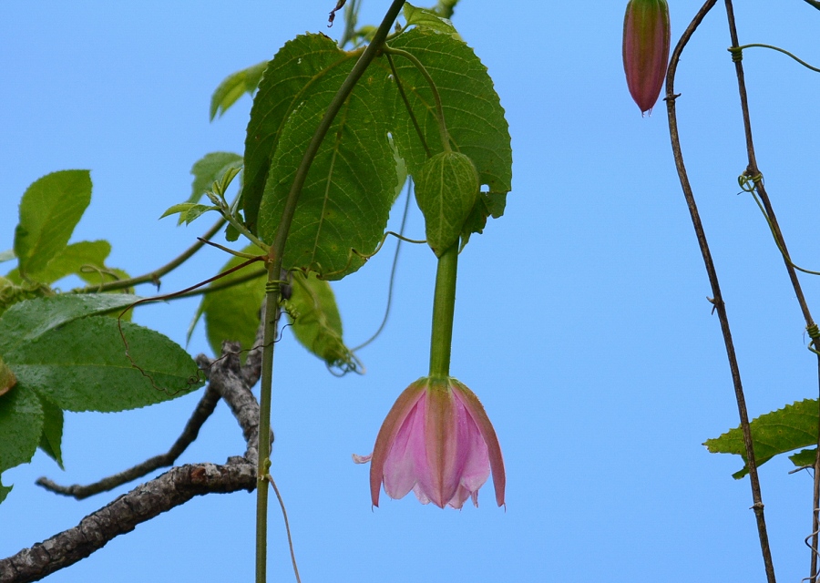 Passiflora tarminianaAO