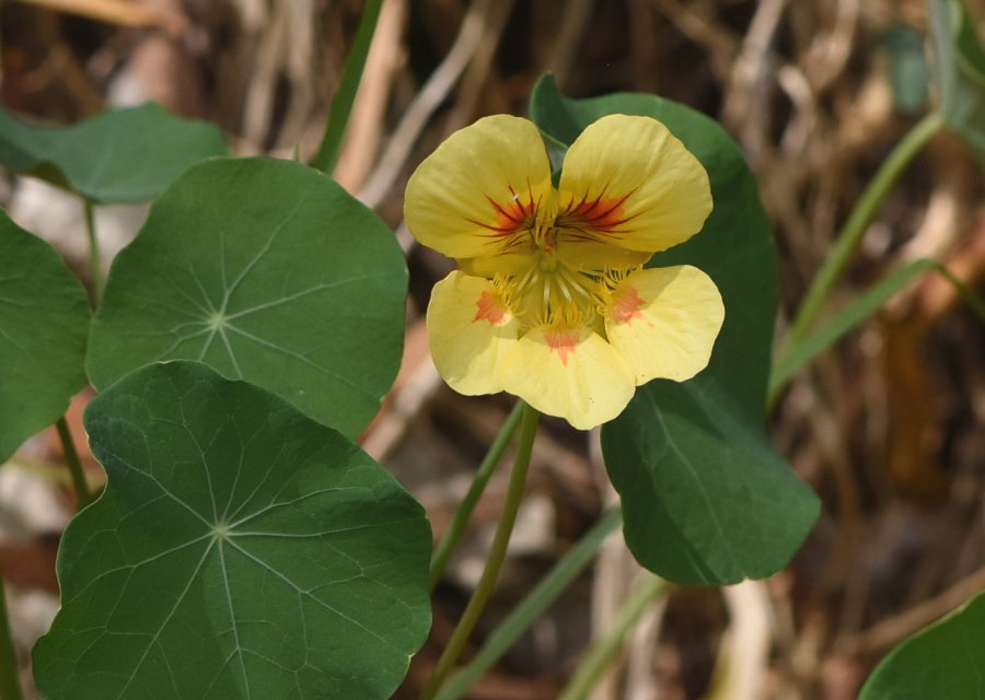 Tropaeolum majus, ̃iX^`EAO