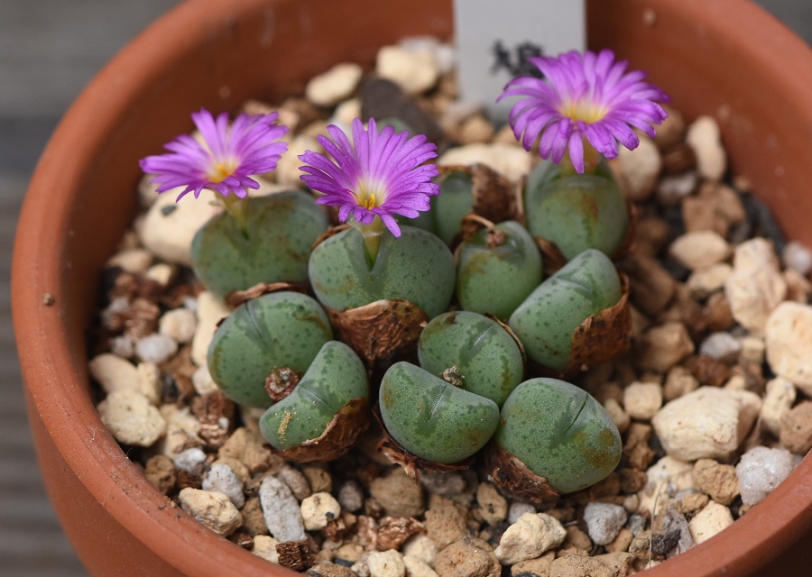 Conophytum̉|i