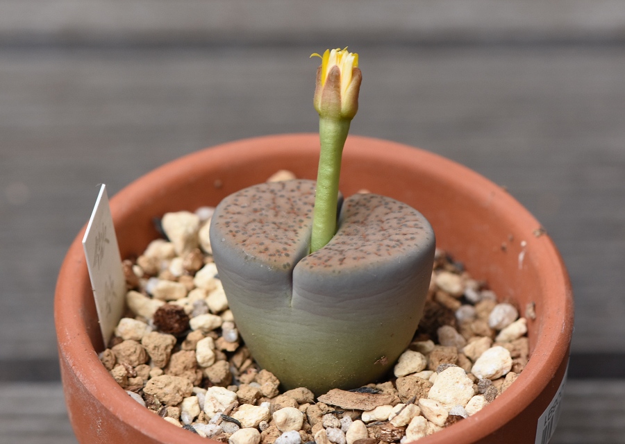 Lithops fulviceps