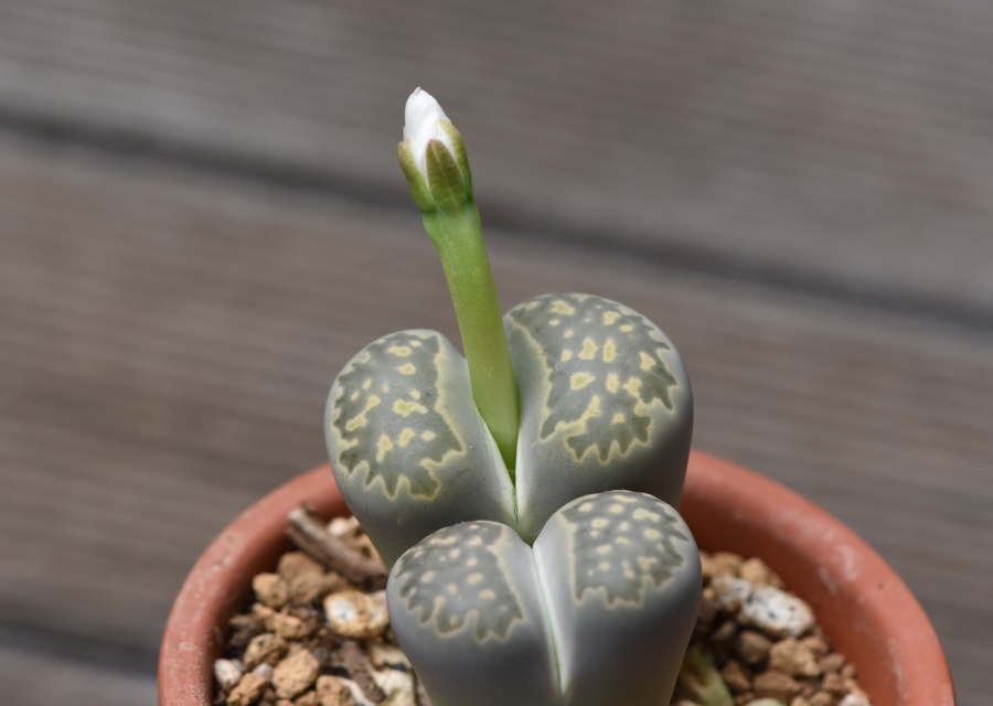 Lithops julii ssp fulleri