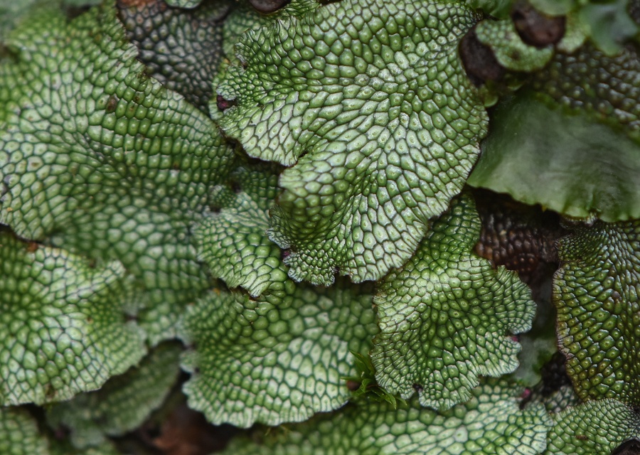 WSP