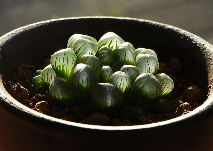 Haworthia ̈
