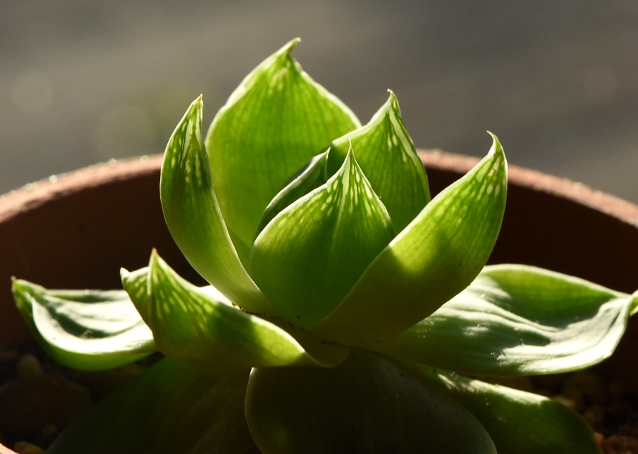 Haworthia ̈