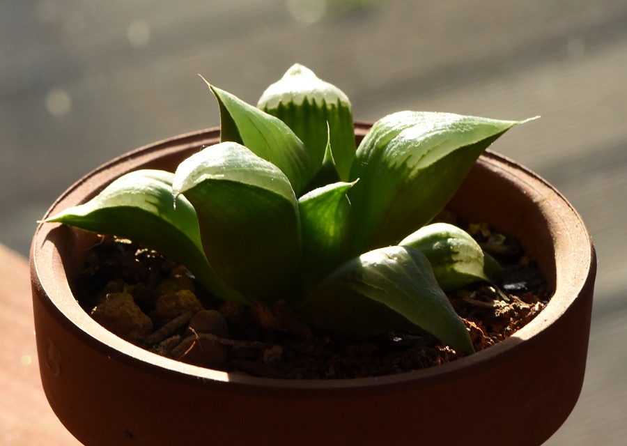 Haworthia ̈