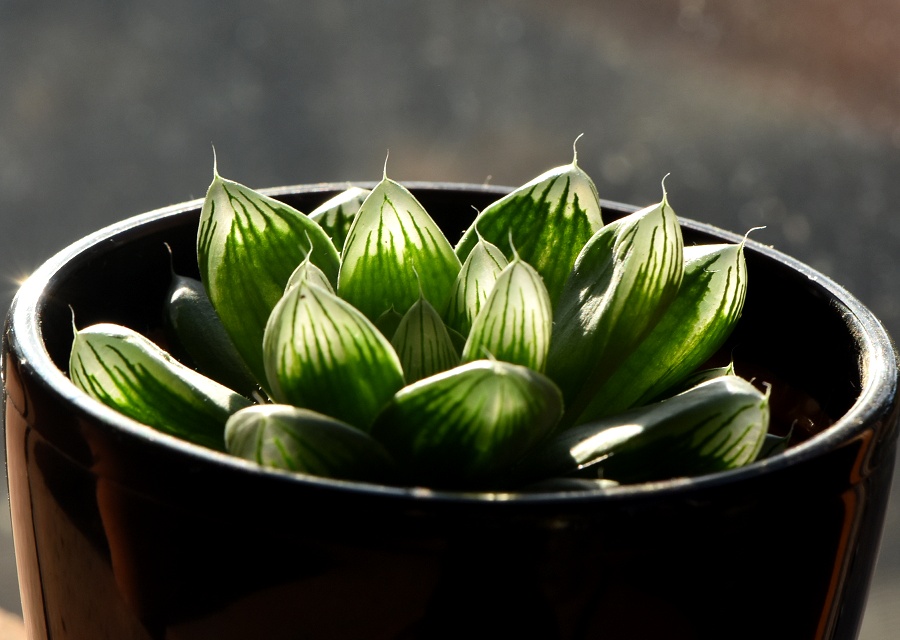 Haworthia ̈