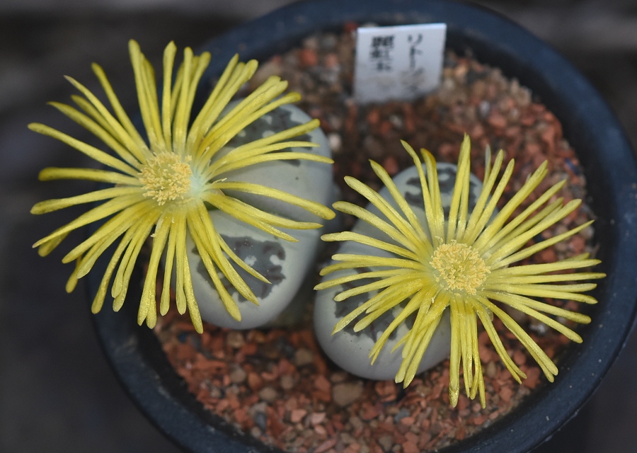 Lithops dorotheae