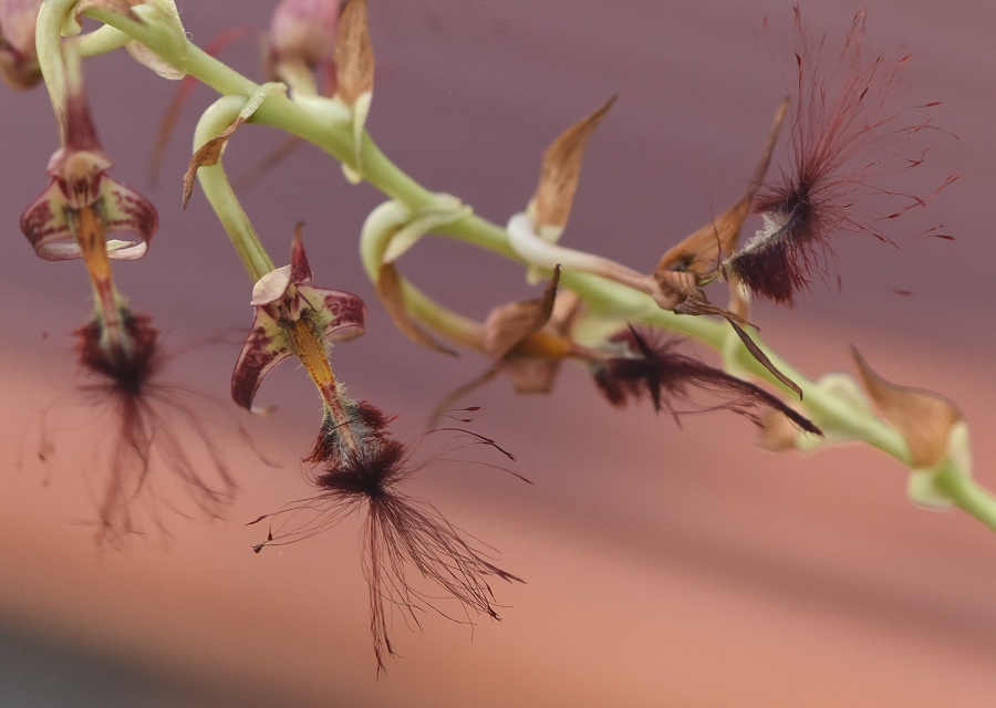 Bulbophyllum barbigerum