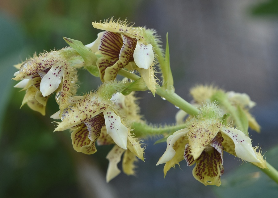 Dendrobium macrophyllum
