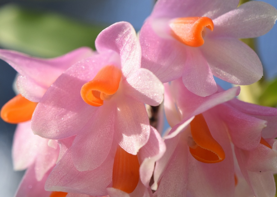 Dendrobium pseudoglomeratum