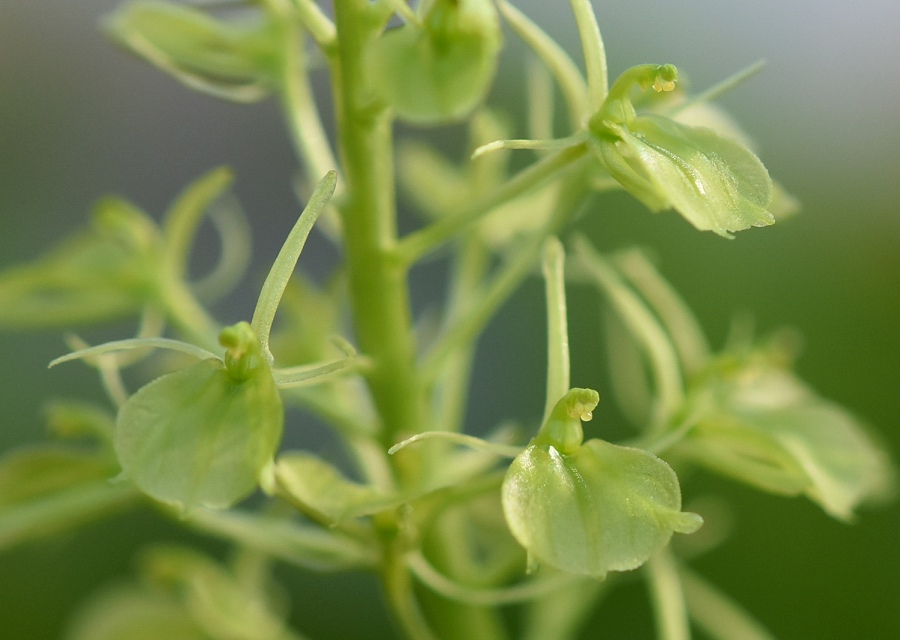 Liparis javanica