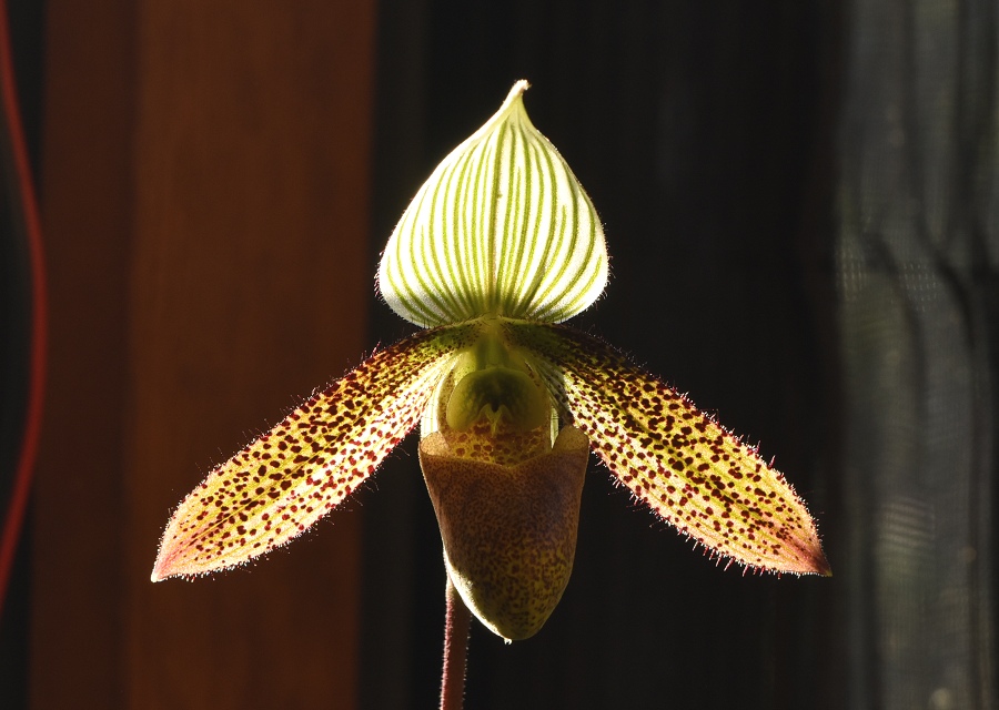 Paphiopedilum wardii