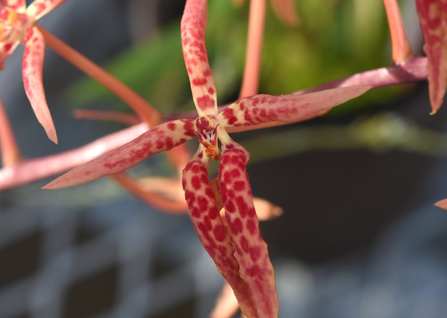 Renanthera angustifolia