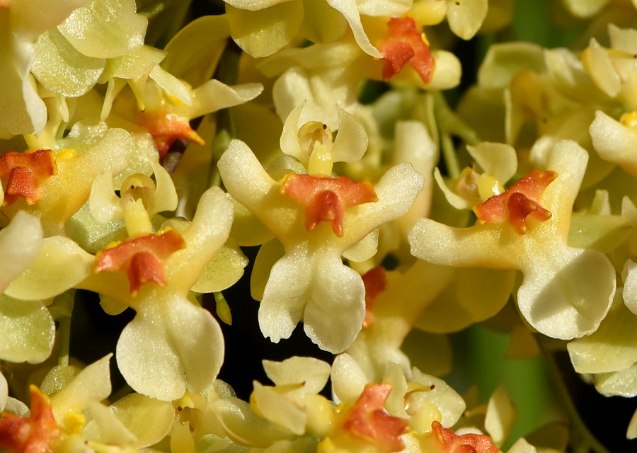 Oncidium ̉|i