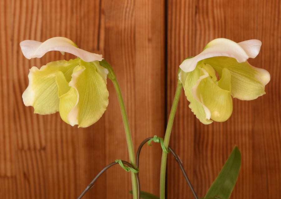 Paphiopedilum ̉|i