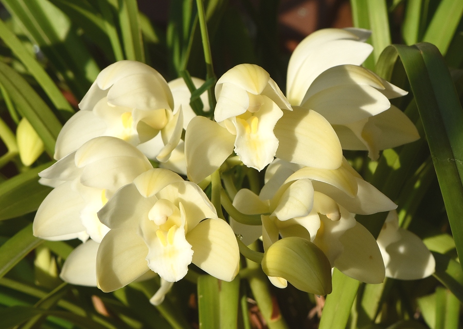 Cymbidium ͔̍|i