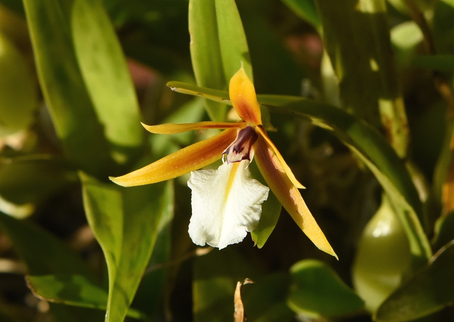 Dinema polybulbon